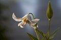 Clematis integrifolia Alba-6 Powojnik